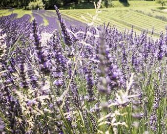 Lavendelfeld vom Biohof Wunsum